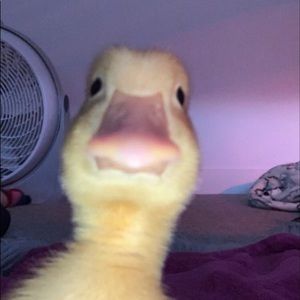 Meet your Posher, Destinee